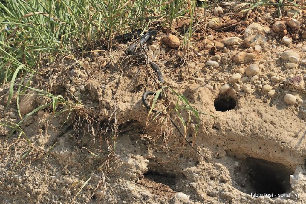 Il caparbio: predazione di biacco (foto-racconto)